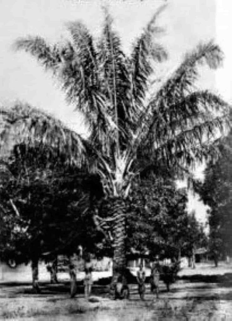 uso monetario de las cuentas de vidrio