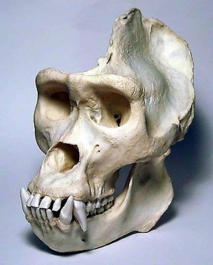 Cráneos de gorilas machos