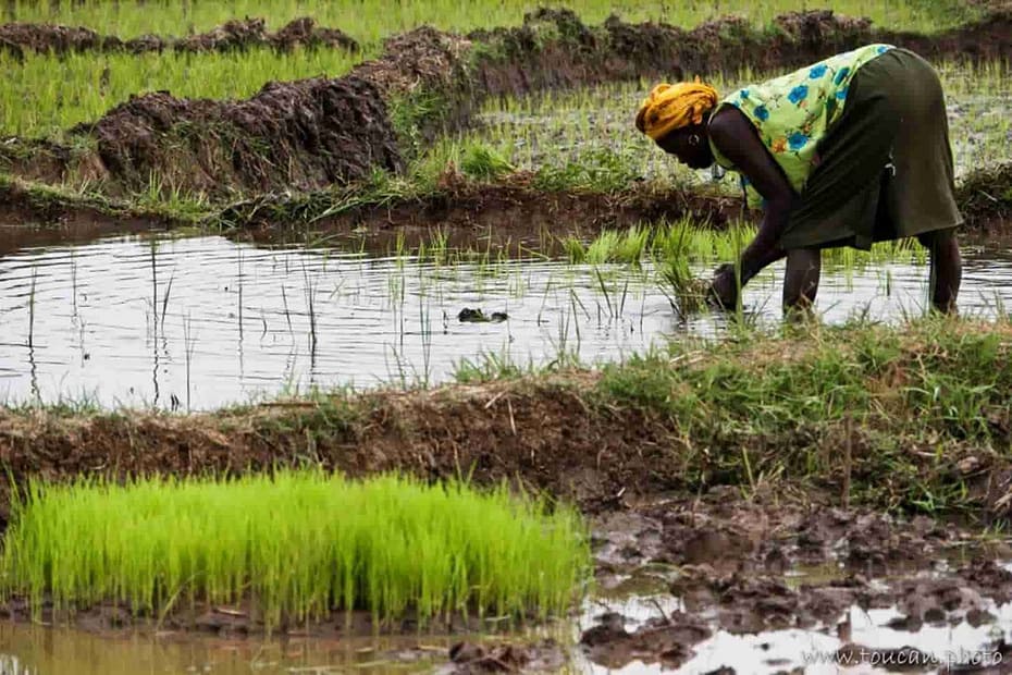 economía de los seunfo