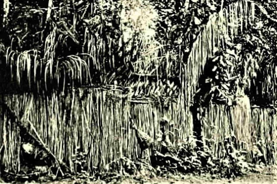Arboleda de Poro