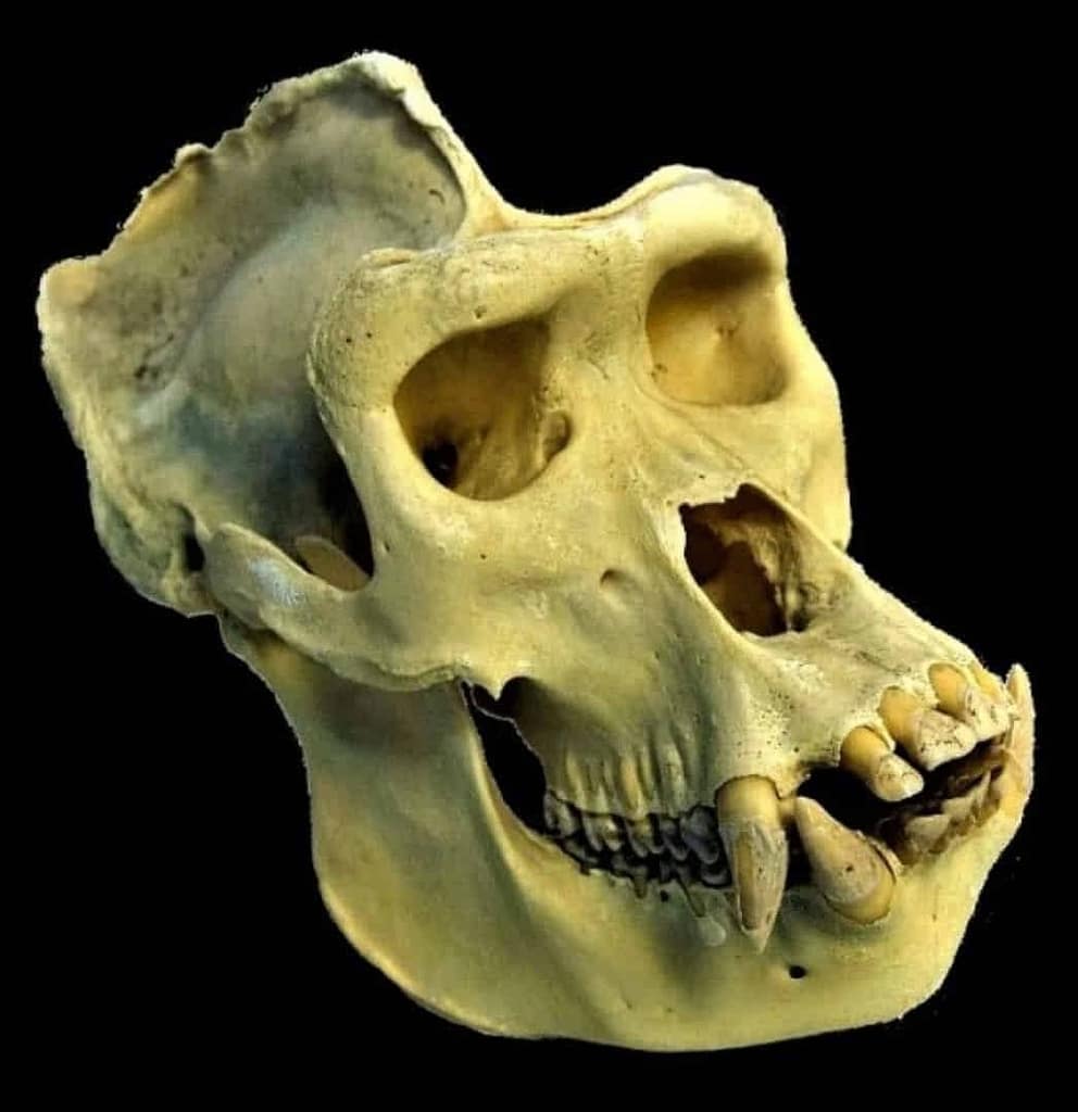 Cráneos de gorilas machos